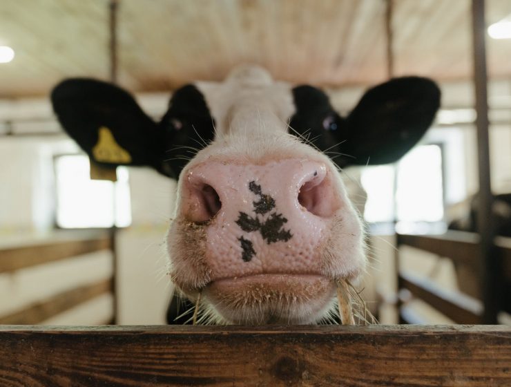 white and black cow head