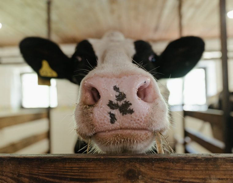white and black cow head
