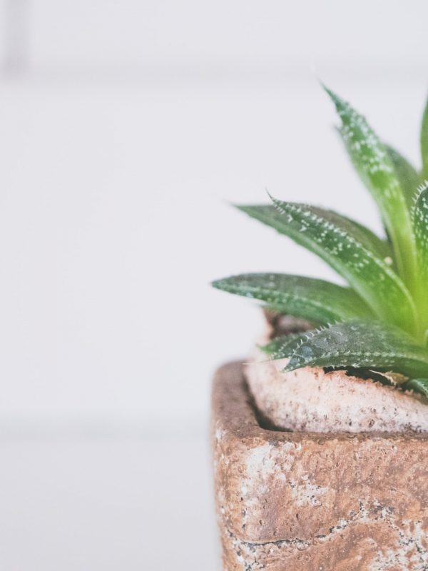 mazanje lica Aloe verom