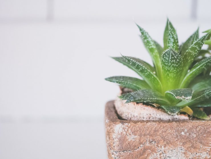 mazanje lica Aloe verom