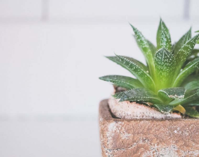 mazanje lica Aloe verom