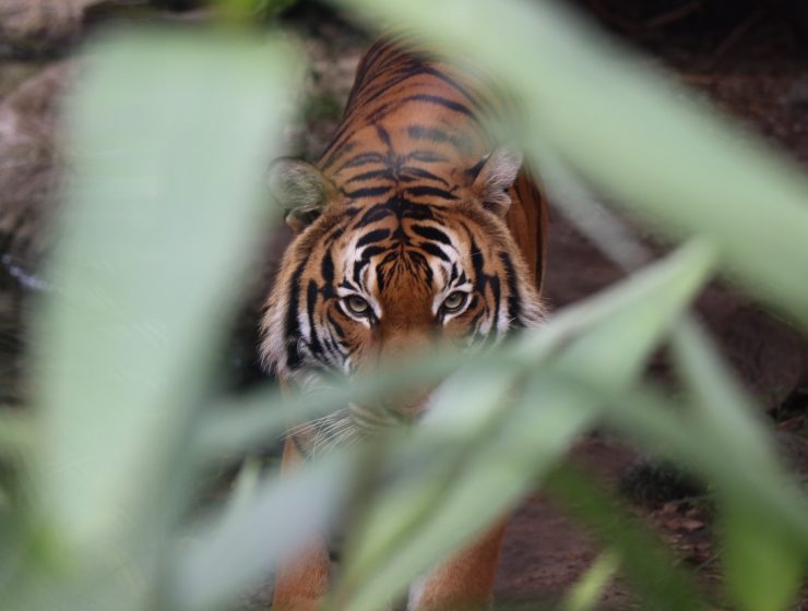 Godina Tigra