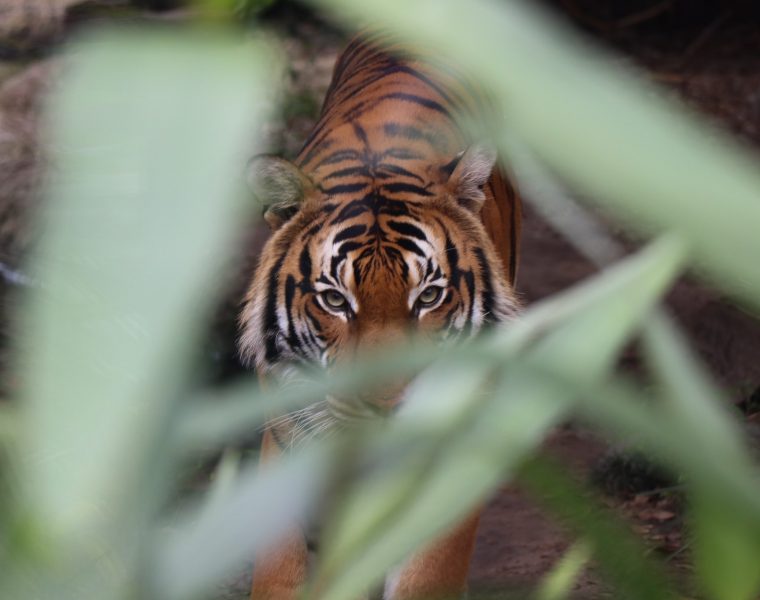 Godina Tigra