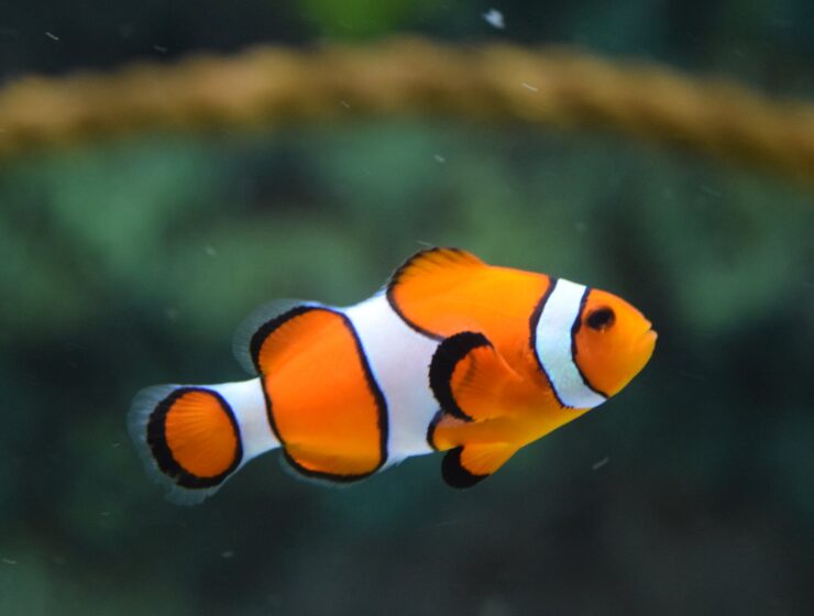 Započela je vladavina Riba, close up photo of clownfish