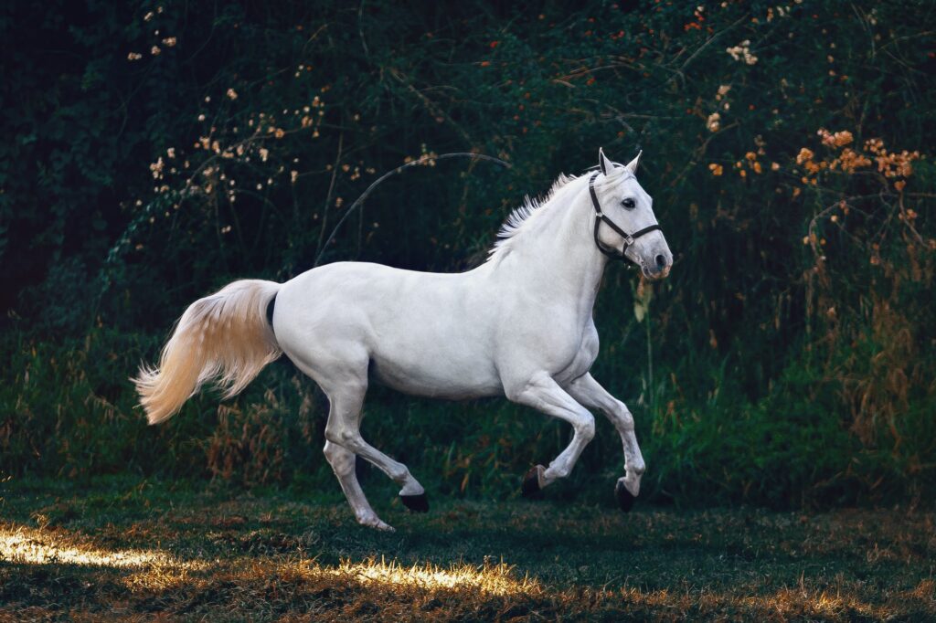 Muškarac koji te odbio, white horse on green grass