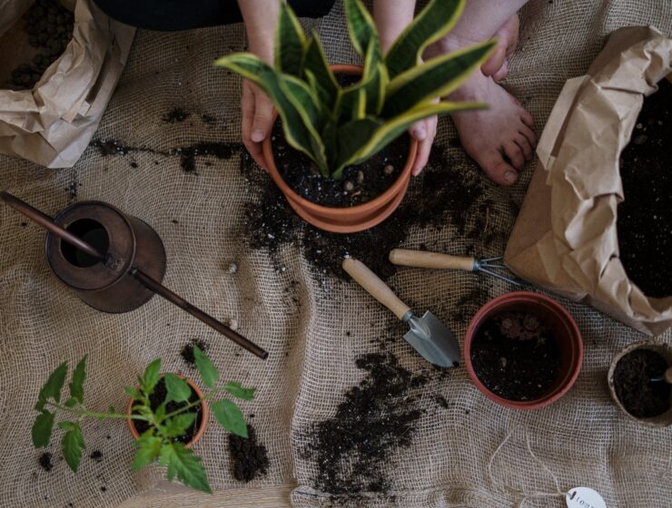 Rad u vrtu liječi od depresije, green plant on brown clay pot