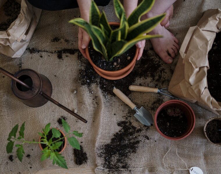 Rad u vrtu liječi od depresije, green plant on brown clay pot