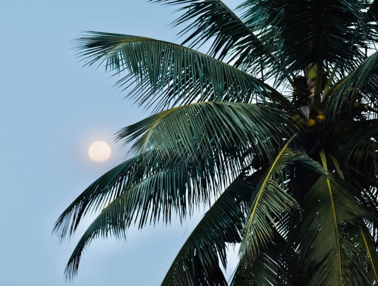 Pomrčina Mjeseca Pun Mjesec u Vagi a coconut tree under the moon on a blue sky