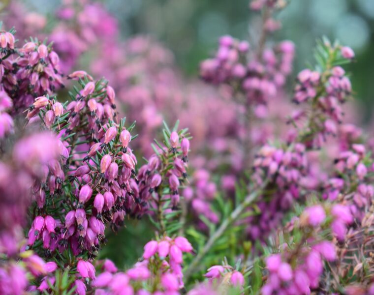 Astrološka prognoza za travanj fališ, purple flowering plant photography