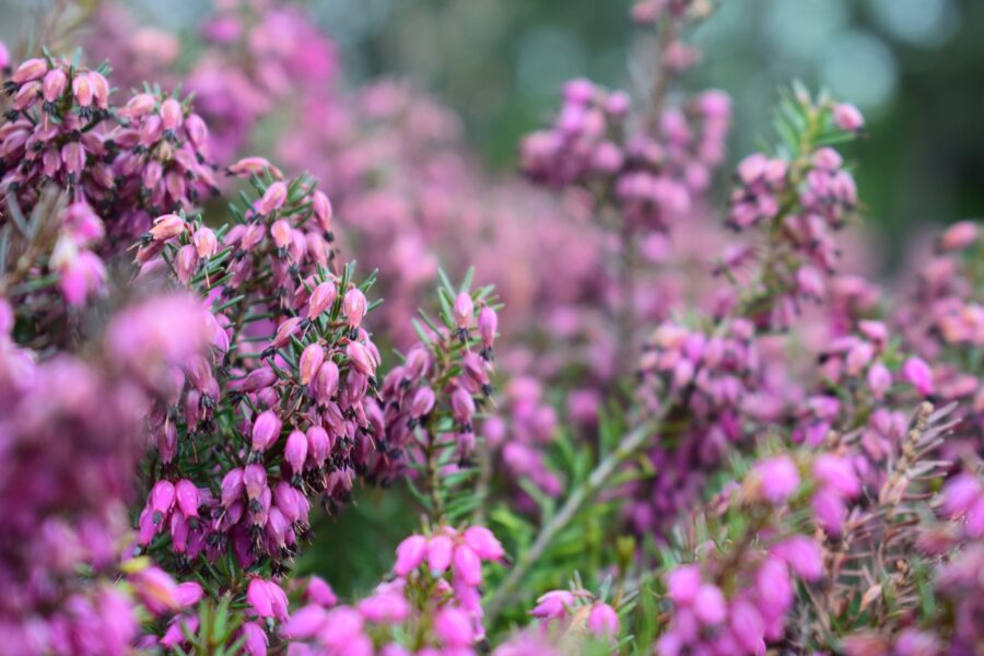 Astrološka prognoza za travanj fališ, purple flowering plant photography