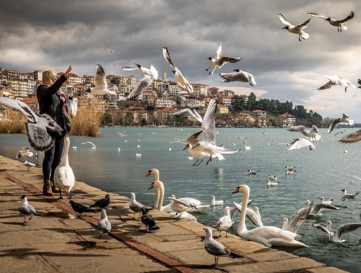 Živimo li svoj ili tuđi život?, woman wearing black jacket standing near ocean with swan and birds