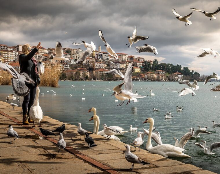 Živimo li svoj ili tuđi život?, woman wearing black jacket standing near ocean with swan and birds