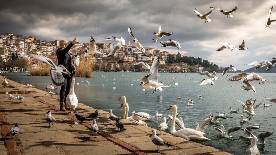Živimo li svoj ili tuđi život?, woman wearing black jacket standing near ocean with swan and birds