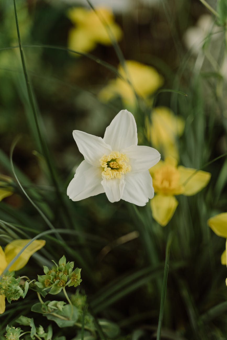 tjedni horoskop - astro
white and yellow flower in tilt shift lens