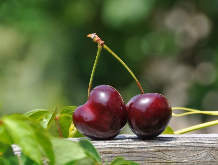 Susjedova trešnja!, close up photography of a red cherry fruit