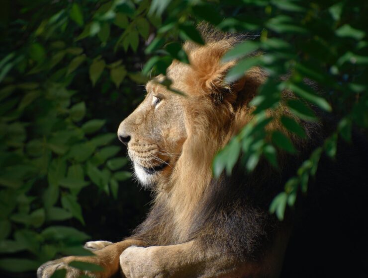 30 činjenica o karakteru Lava Započinje vladavina Lava, lion king isolated portrait wildlife animal