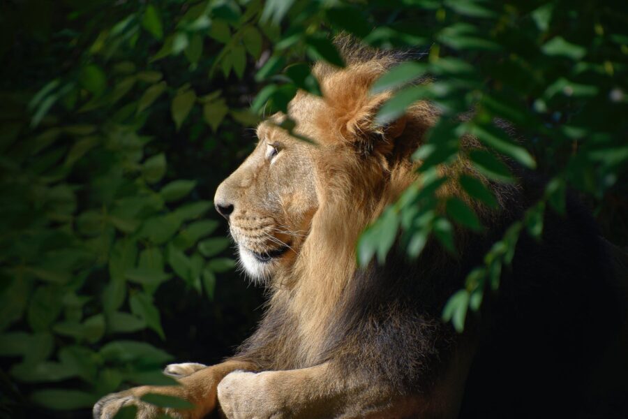 30 činjenica o karakteru Lava Započinje vladavina Lava, lion king isolated portrait wildlife animal