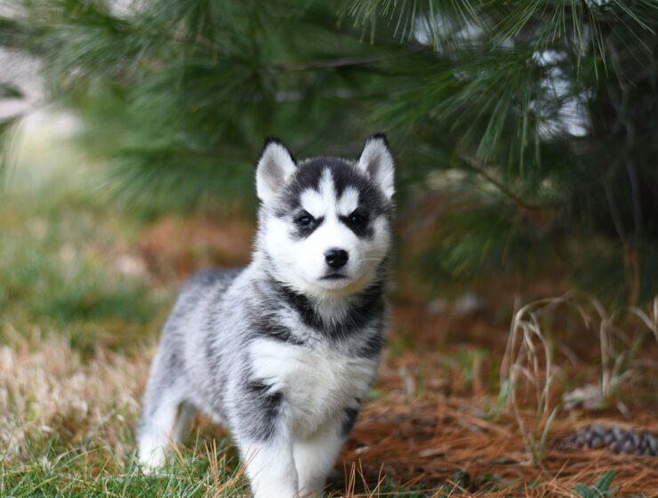 Vaš psić i njegov horoskop, black and white siberian husky puppy on brown grass field