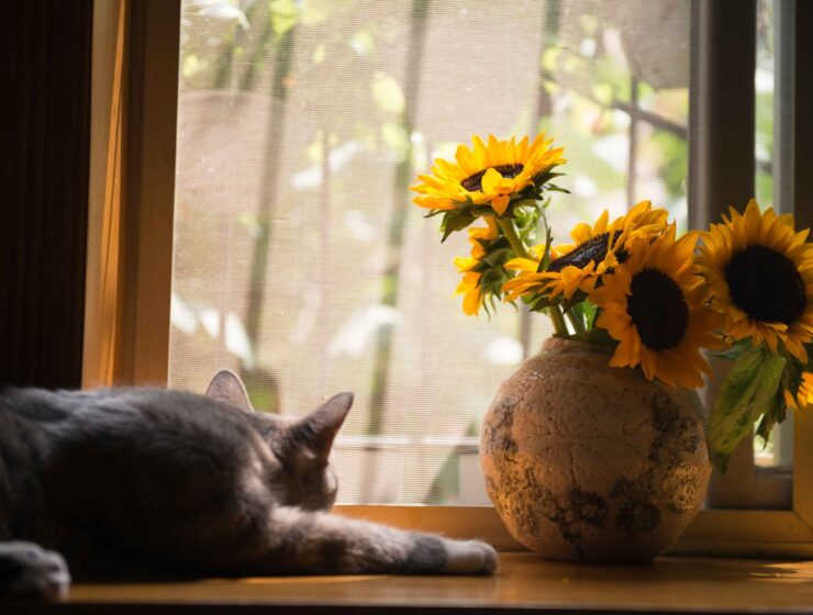Astro sretnici, gray cat near gray vase with sunflower