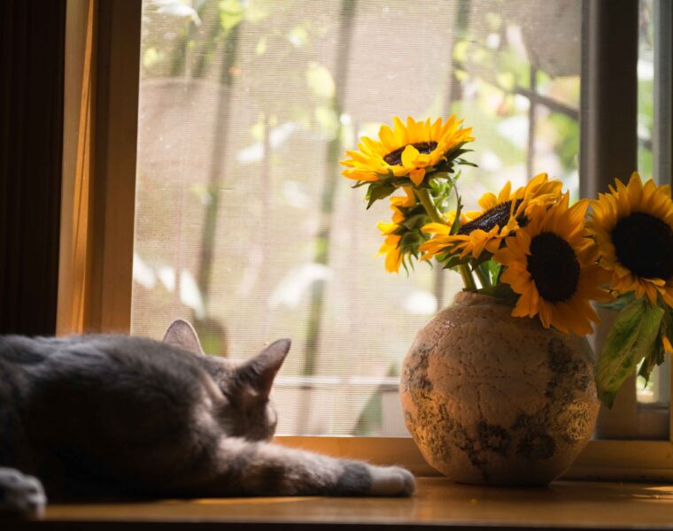 Astro sretnici, gray cat near gray vase with sunflower