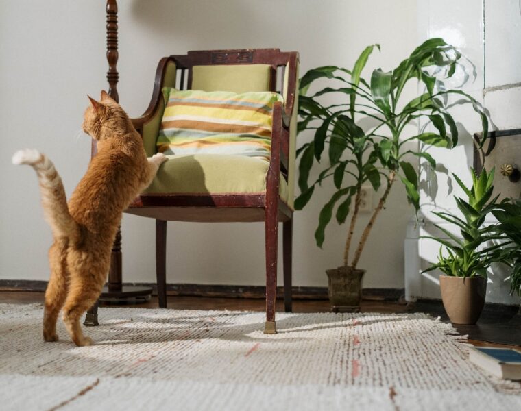 Transformacija biljke u spavaćoj sobi, orange tabby cat on brown wooden chair