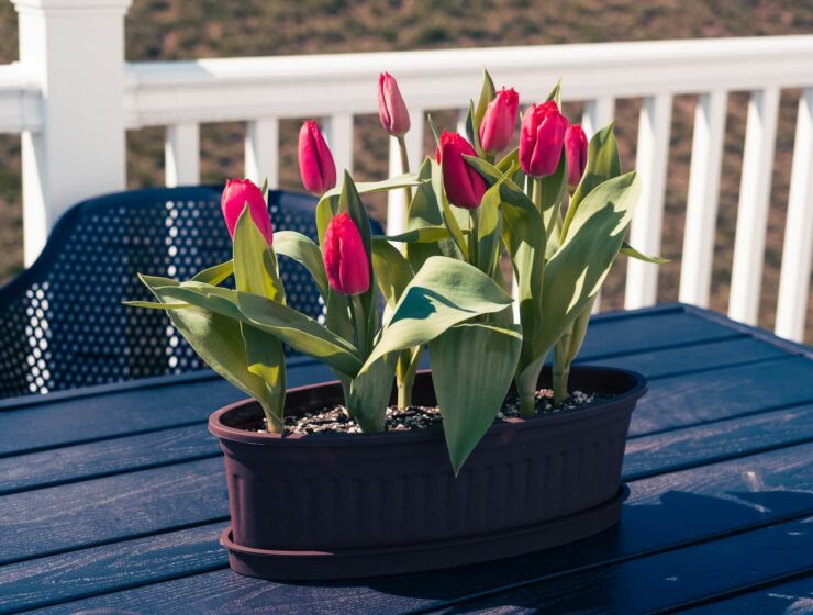 Opsežni mjesečni horoskop za travanj