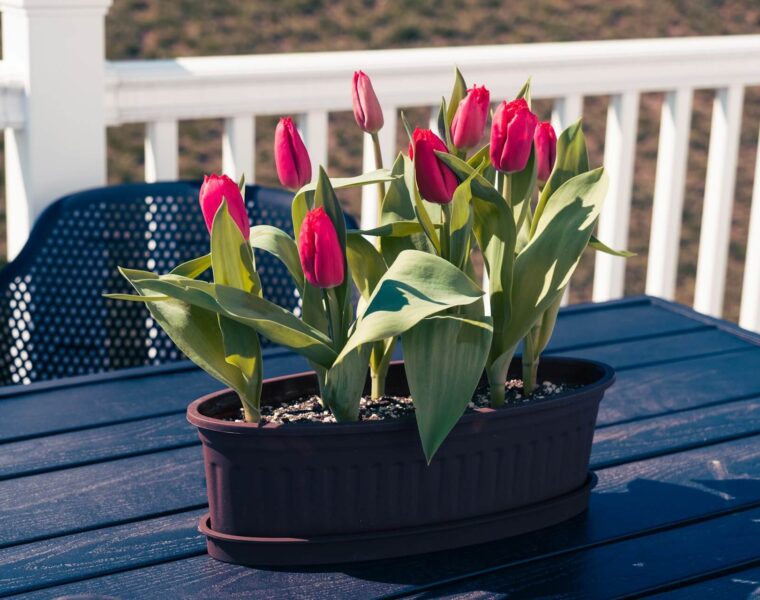 Opsežni mjesečni horoskop za travanj