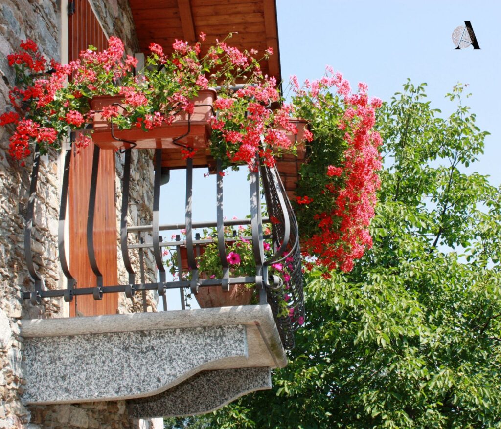 pelargonija