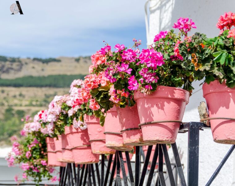 pelargonija
