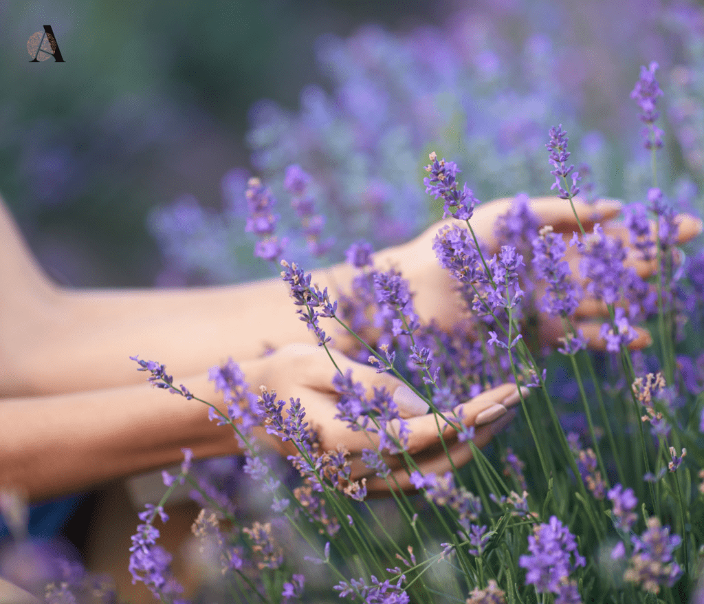 Lavanda