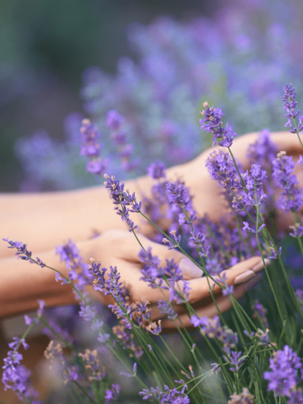 Lavanda