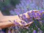 Lavanda