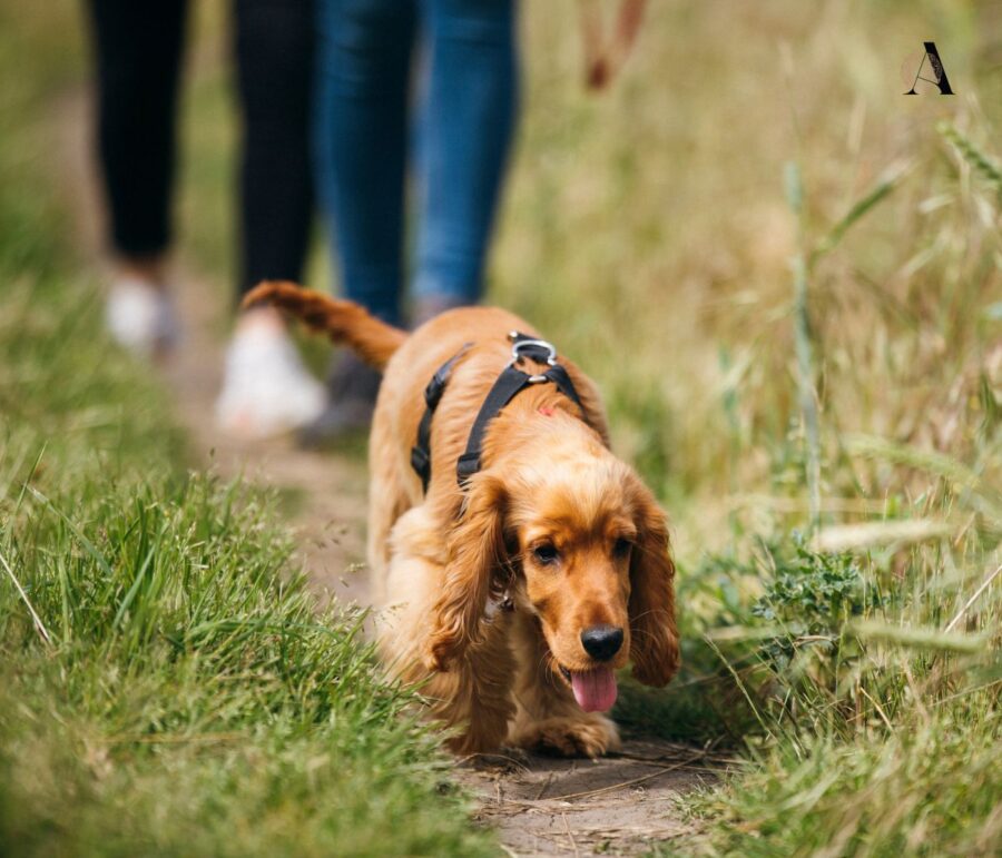 Awe walking