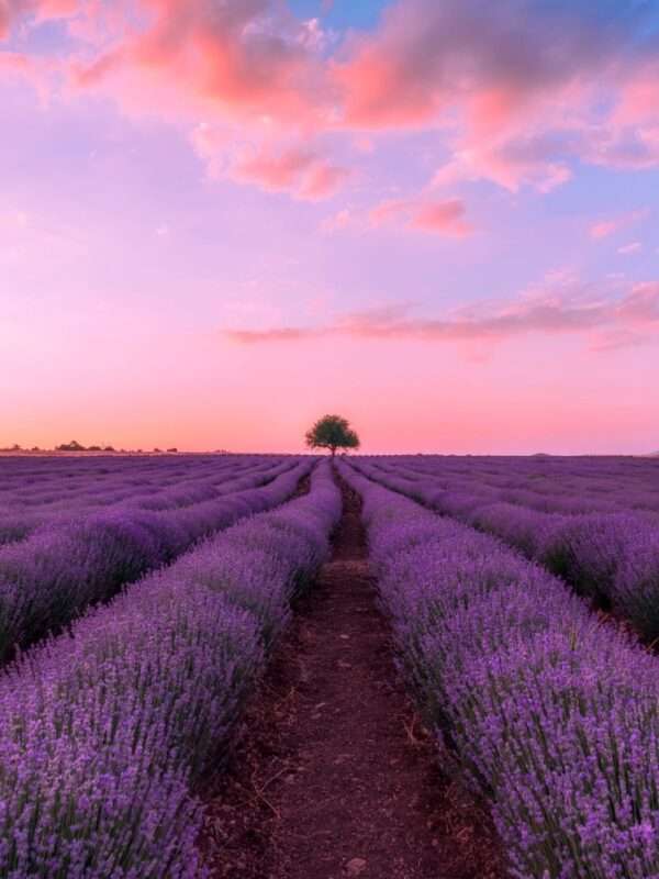 Lavanda