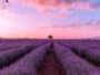 Lavanda