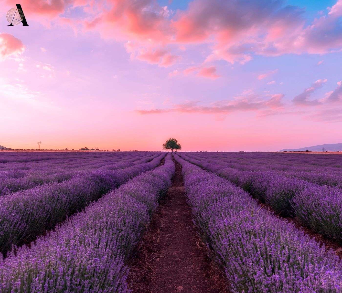 Lavanda