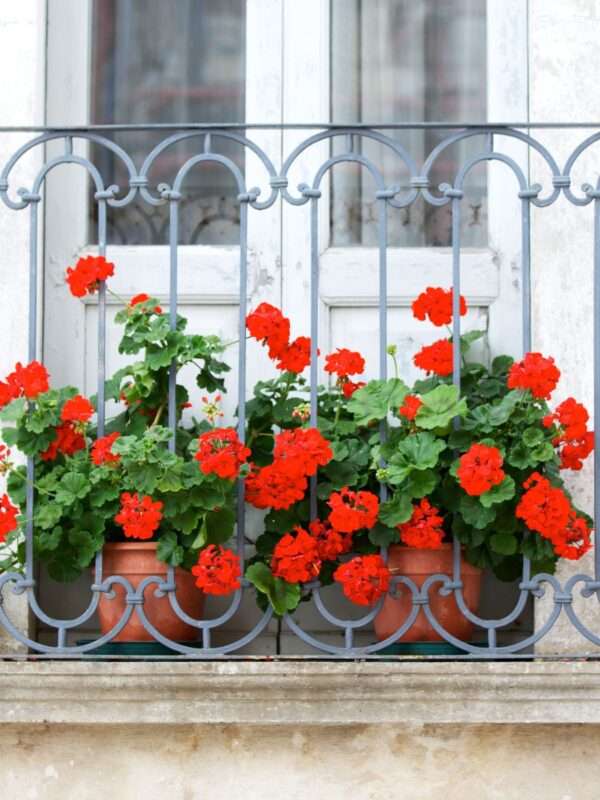 Pelargonije