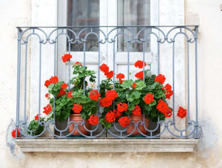 Pelargonije