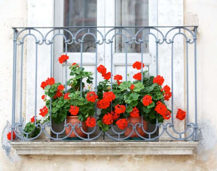 Pelargonije