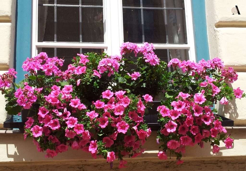 Pelargonije