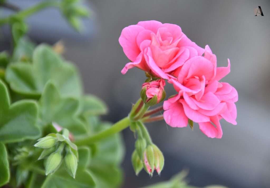 Pelargonije, cvijeće za visoke tegle