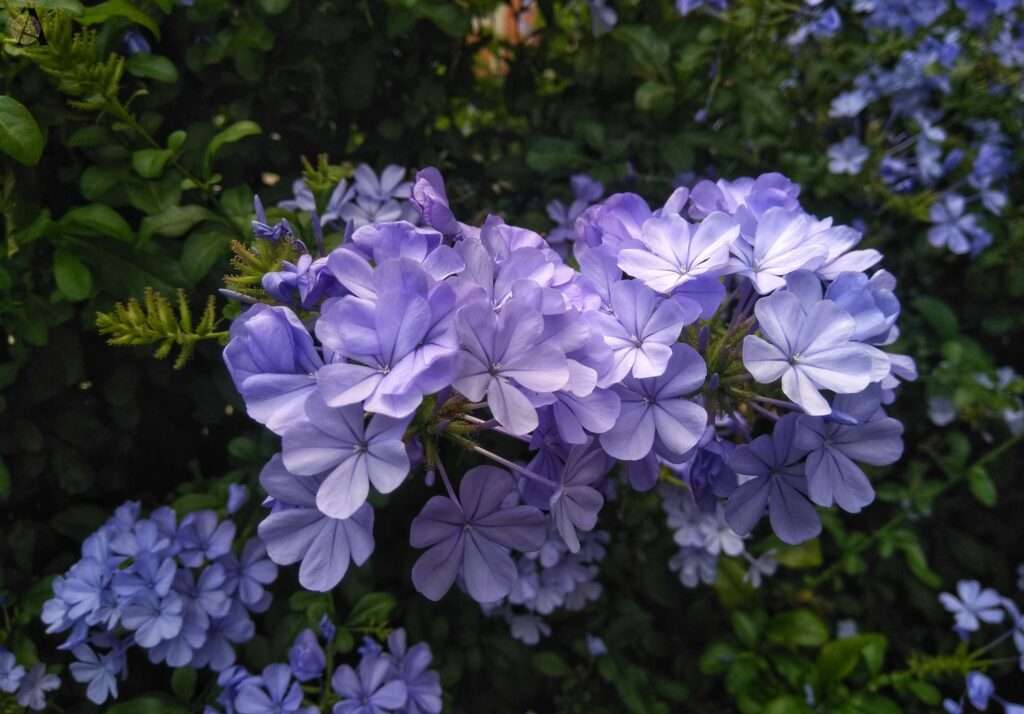 Plavi jasmin