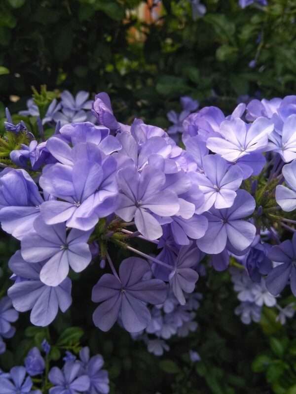 Plavi jasmin