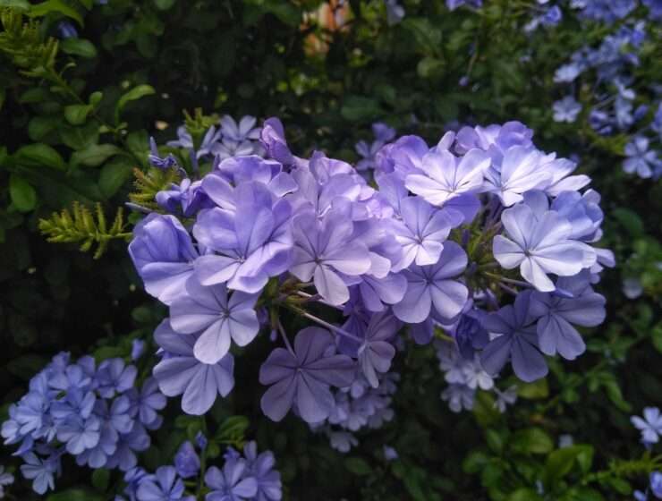Plavi jasmin