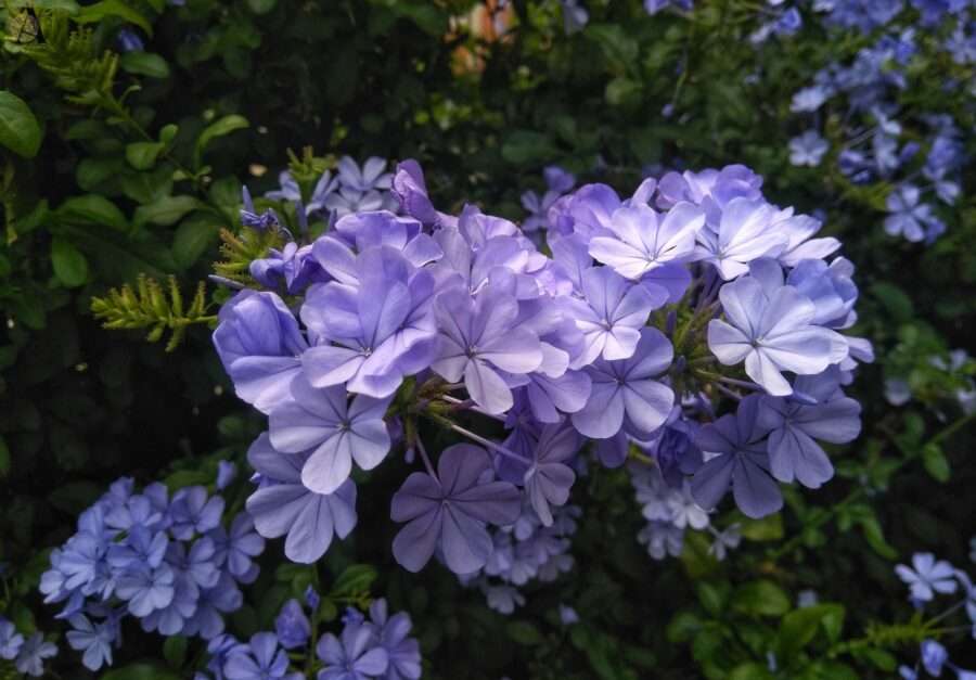 Plavi jasmin