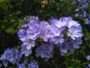 Plavi jasmin