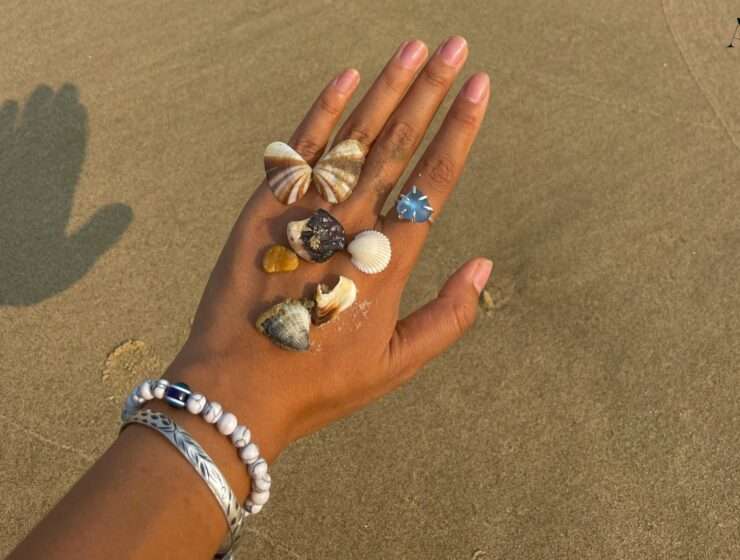 zašto skupljamo školjke